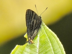 Lycaenidae