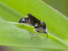 Hoplomutilla