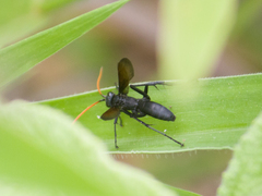 Hymenoptera