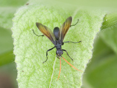 Hymenoptera