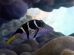 Canthigaster valentini