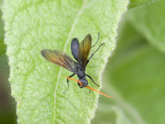 Hymenoptera