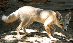 Vulpes macrotis mutica