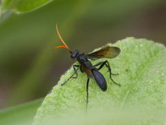 Hymenoptera