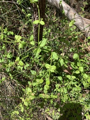 Gonocarpus teucrioides