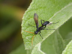 Hymenoptera