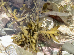 Carpophyllum maschalocarpum