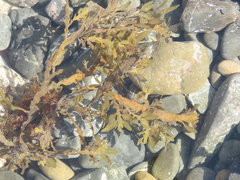 Carpophyllum maschalocarpum