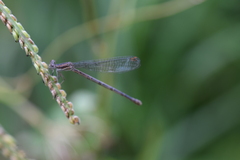 Argia fumipennis
