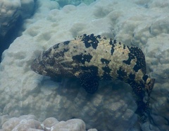 Epinephelus fuscoguttatus