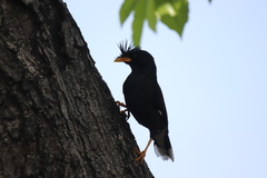 Acridotheres grandis