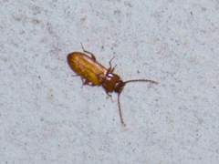 Diaperinae
