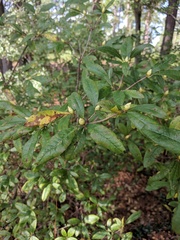 Rhododendron alabamense