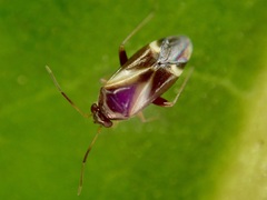 Ausejanus albisignatus