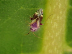 Ausejanus albisignatus