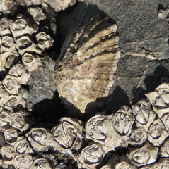 Cellana ornata