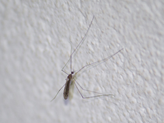 Tipulomorpha