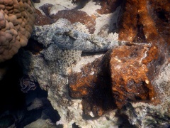 Cymbacephalus beauforti