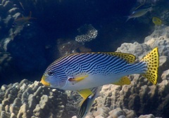 Plectorhinchus lineatus