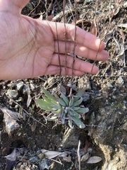 Dudleya abramsii setchellii