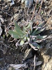 Dudleya abramsii setchellii