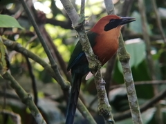 Baryphthengus martii