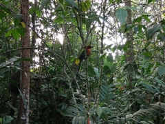 Baryphthengus martii