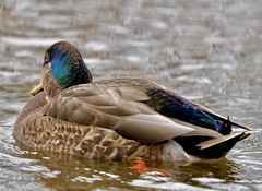 Anas rubripes × platyrhynchos