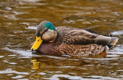 Anas rubripes × platyrhynchos