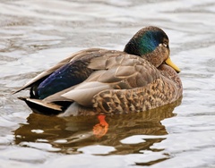 Anas rubripes × platyrhynchos
