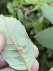 Druon quercuslanigerum