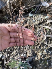 Dudleya abramsii setchellii