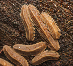 Platydesmidae