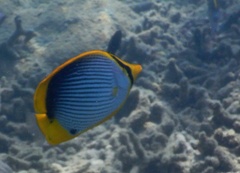 Chaetodon melannotus