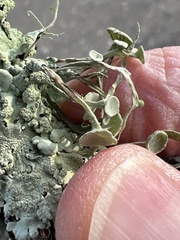 Ramalina leptocarpha