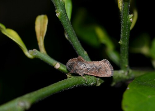 Acrolophus walsinghami