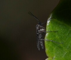 Sciaridae