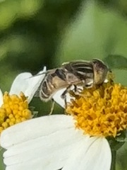 Eristalinus arvorum