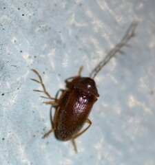 Ptilodactyla