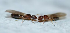 Pheidole parva