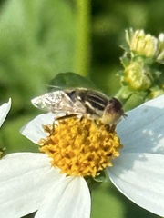 Eristalinus arvorum