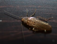 Pseudophyllodromiinae