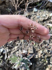 Dudleya abramsii setchellii