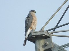 Accipiter cooperii