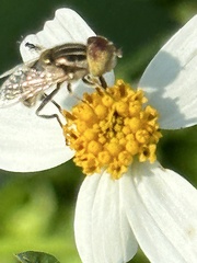 Eristalinus arvorum