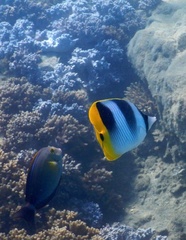 Chaetodon ulietensis