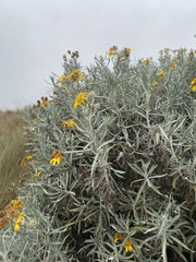 Senecio mairetianus