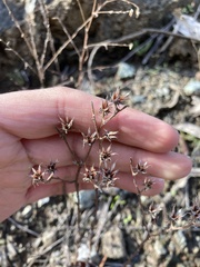 Dudleya abramsii setchellii