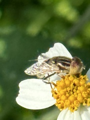 Eristalinus arvorum