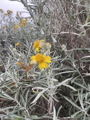 Senecio mairetianus